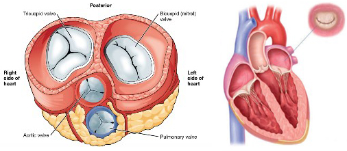 Kalp Kapağı Hastalıkları